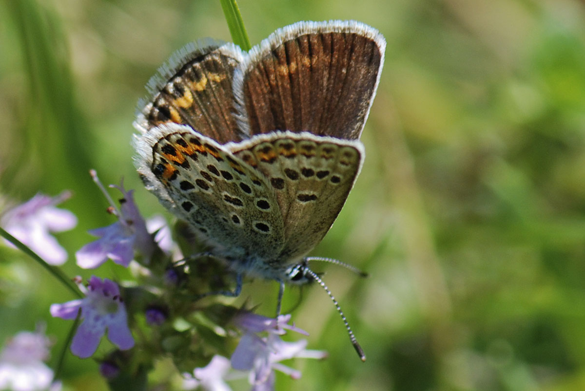 Lycaenidae da id.